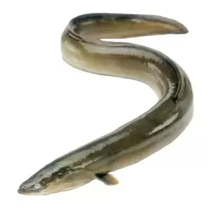 Con lươn màu nâu vàng đang uốn lượn.