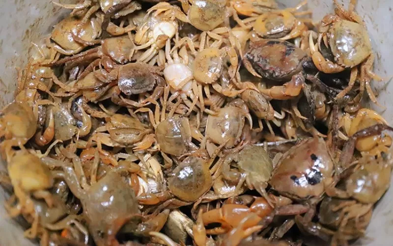 Cách bảo quản cua đồng tươi